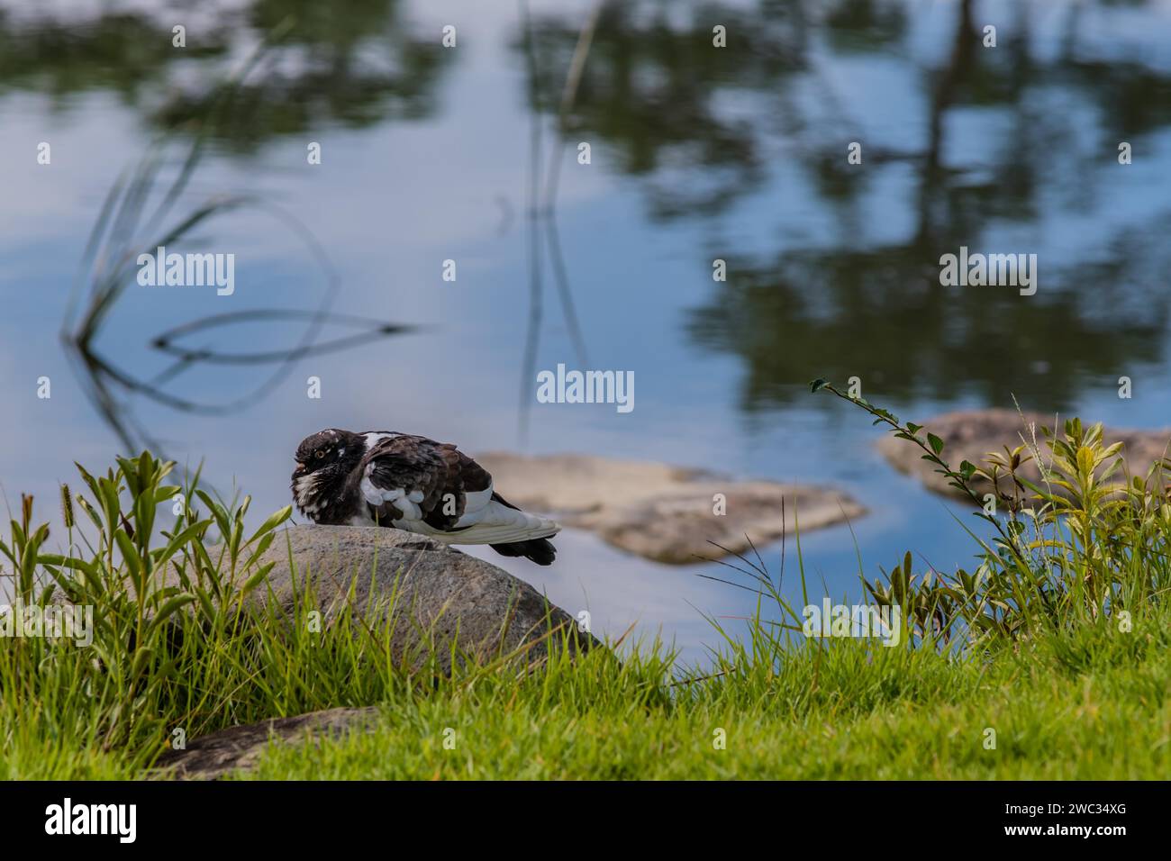 Graue und weiße Steintaube, die auf einem Felsbrocken am Rand des Teichs sitzt und Bäume im Wasser reflektiert Stockfoto