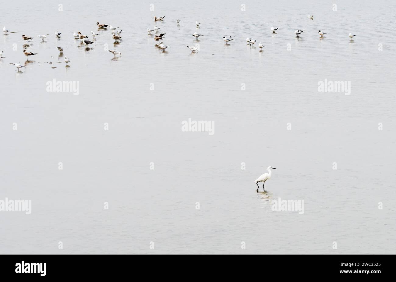 Weißreiher, der im flachen Wasser des Sees steht, mit Möwenherde im Hintergrund Stockfoto
