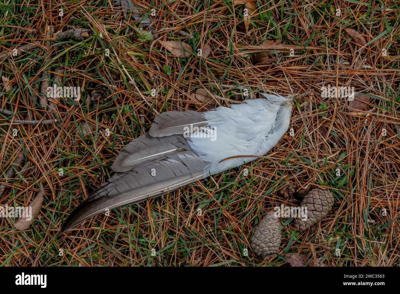 Nahaufnahme einer großen grauen und weißen Vogelfeder, die auf dem Boden neben zwei kleinen Tannenzapfen liegt Stockfoto