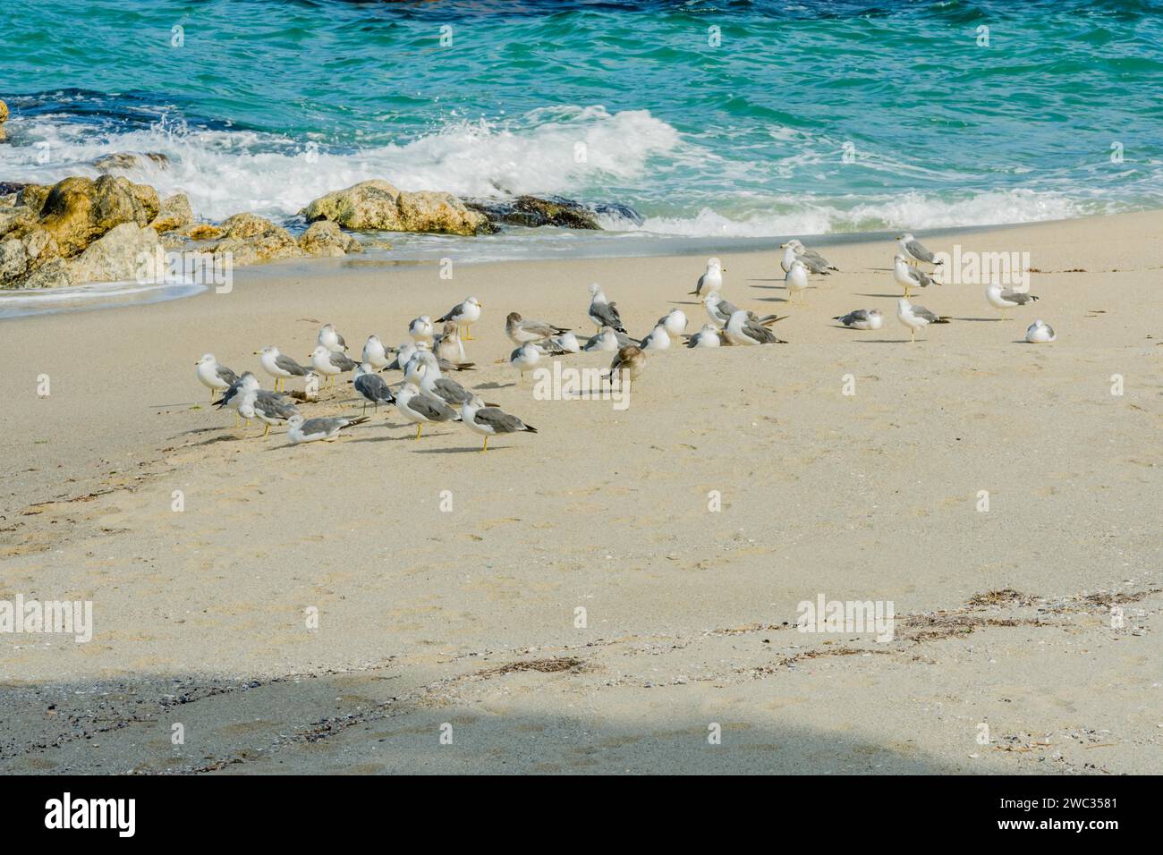 Möwenherde am Sandstrand mit Wellen aus blauem Ozeanwasser, die gegen große Felsen krachen Stockfoto