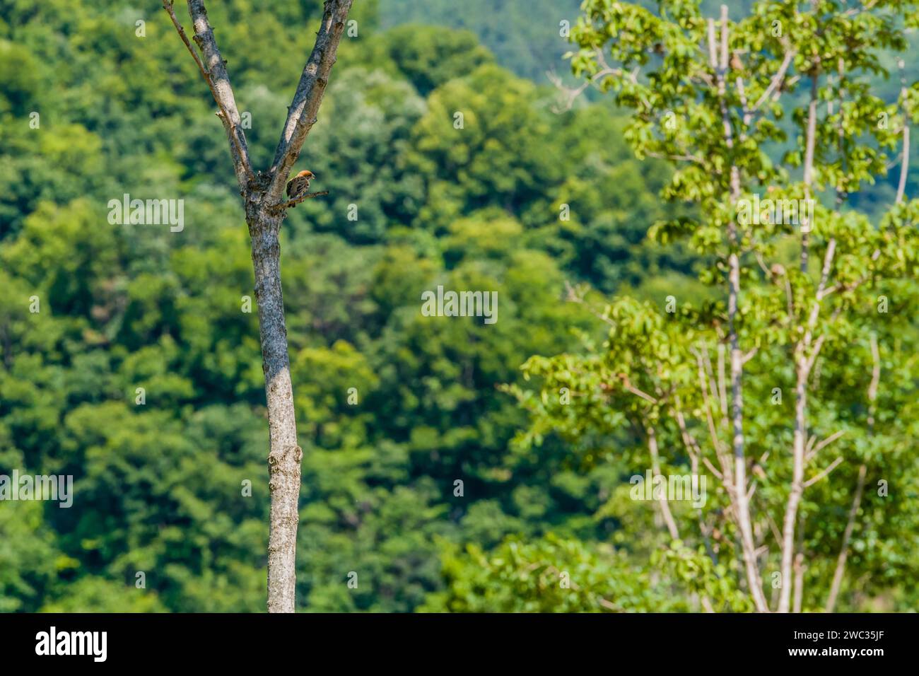 Einzelner Spatzen, der auf einem kleinen Zweig eines Baumes im Waldpark thront Stockfoto