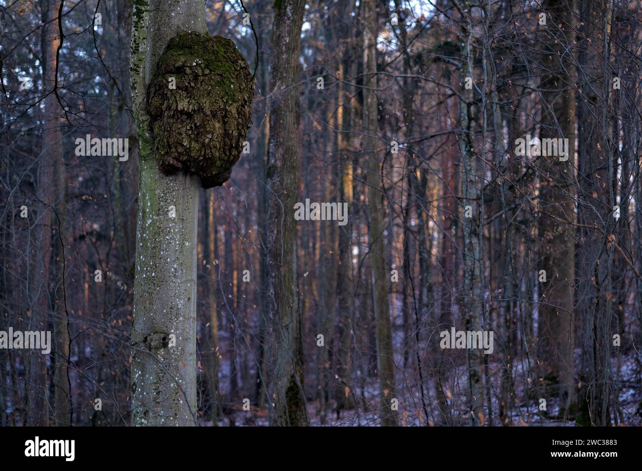 Baumkrebs am Baumstamm, Zellwachstum durch Bakterien oder Pilzbefall, Korb im Remstal, Baden-Württemberg, Deutschland Stockfoto