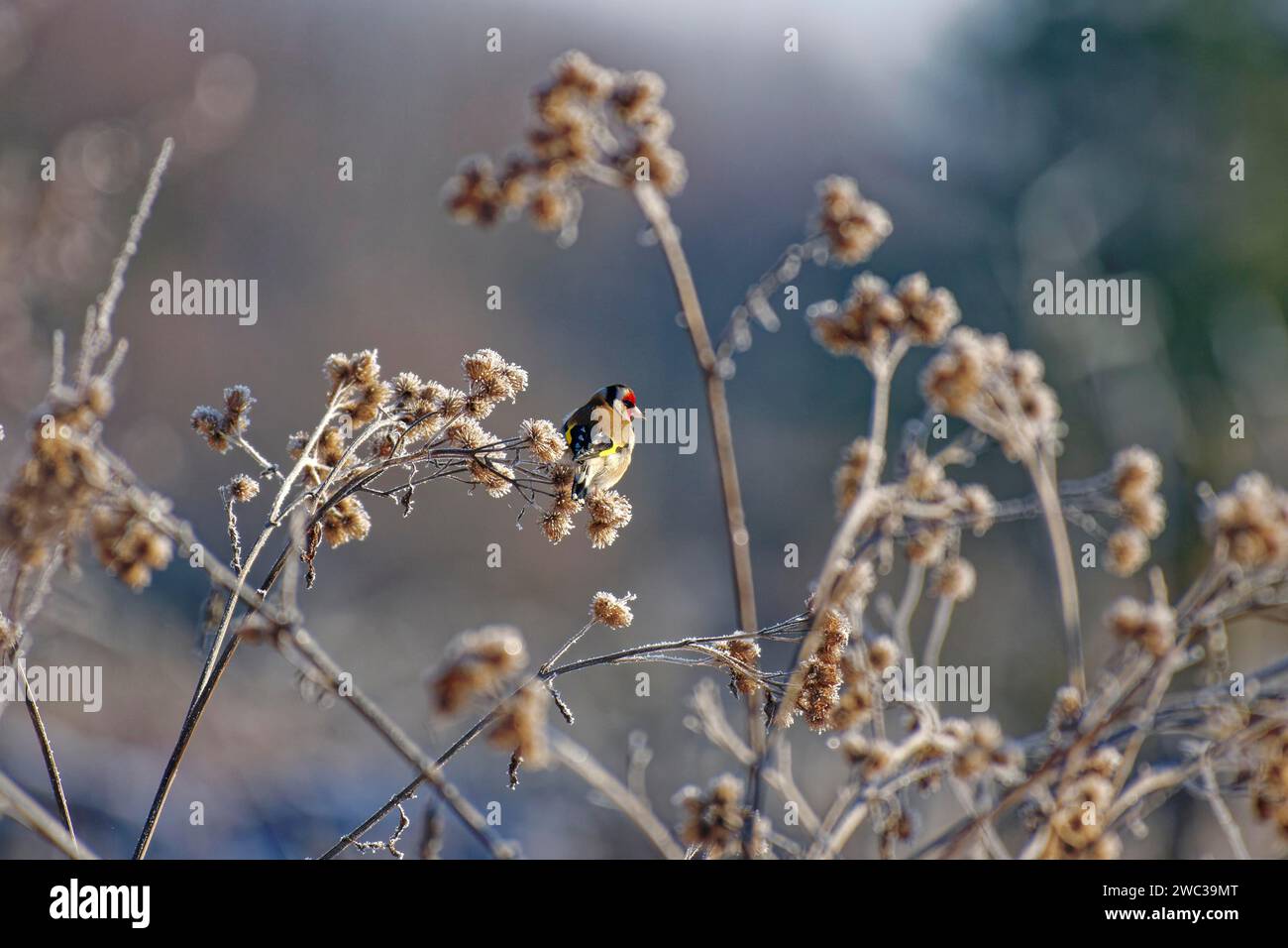 Europäischer Goldfink (Carduelis carduelis), Goldfink, im Winter, auf braunem Distelgras mit Raureif, Wismar, Mecklenburg-Vorpommern, Deutschland Stockfoto