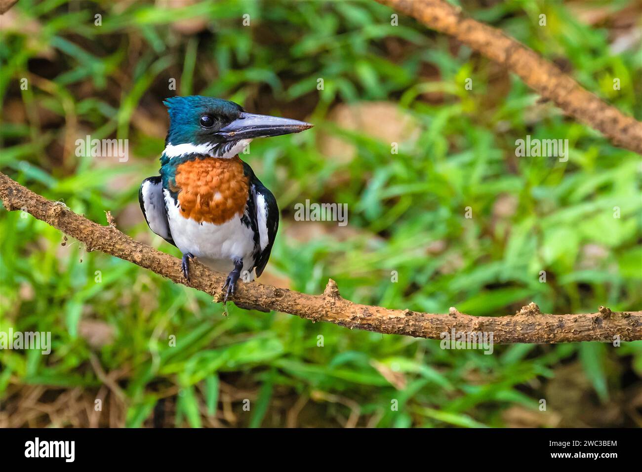 Amazonas kingfisher (Chloroceryle amazona), Stechstation, Costa Rica, Mittelamerika Stockfoto