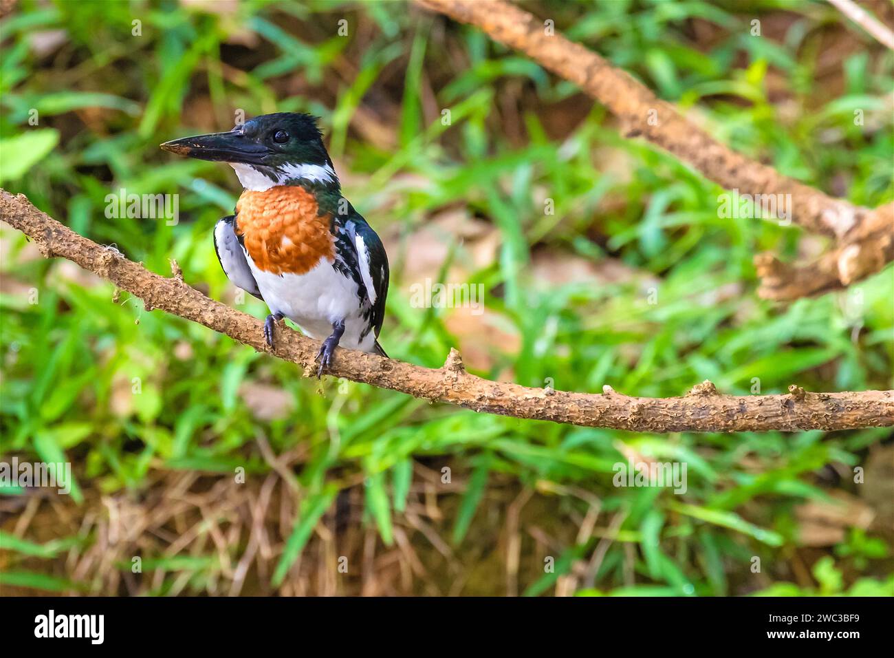 Amazonas kingfisher (Chloroceryle amazona), Stechstation, Costa Rica, Mittelamerika Stockfoto