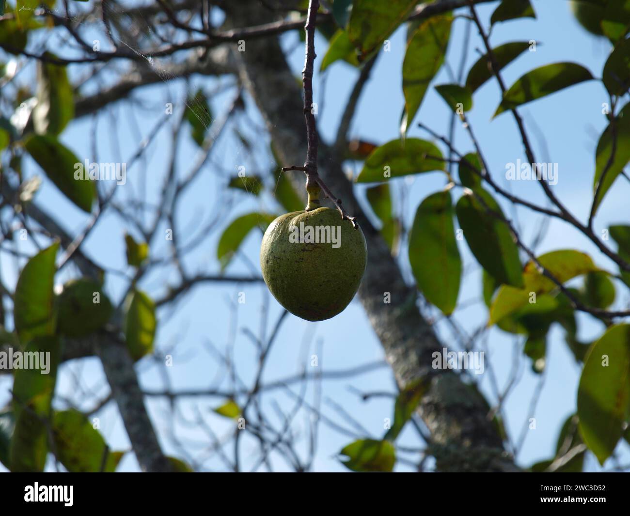 Teichapfel oder Alligatorapfel in den Everglades (Annona glabra). Stockfoto