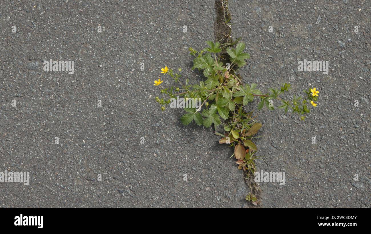 Gelbe Blumen bahnen sich ihren Weg durch einen Riss im Asphalt Stockfoto