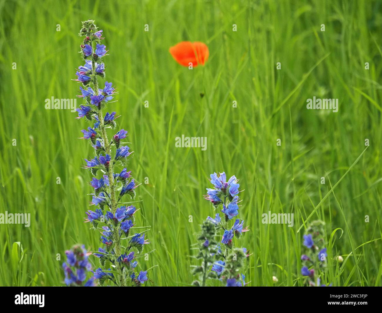 Viper's Bugloss (Echium vulgare) wächst auf einer Wildblumenwiese mit defokussiertem Mohn (Papaver rhoeas) im Hintergrund - italienische Alpen, Italien, Europa Stockfoto