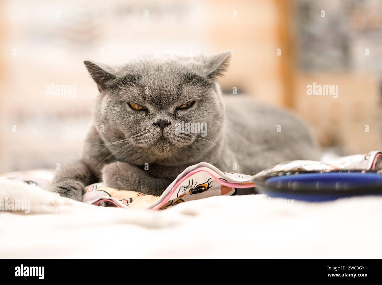 Graue Katze, die auf dem Bett liegt. Stockfoto