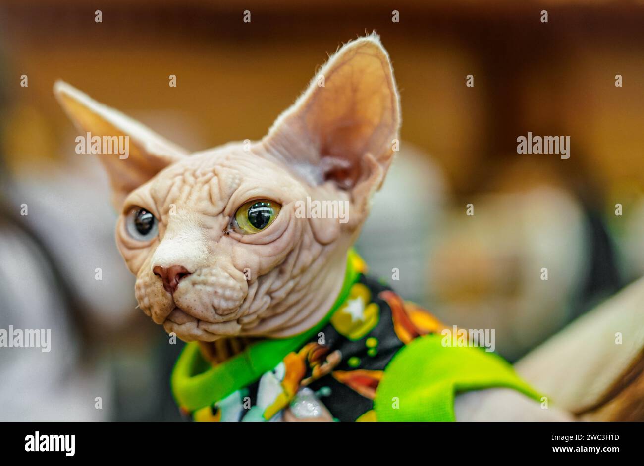 Weiße Sphynx-Katze mit grünen und blauen Augen. Stockfoto