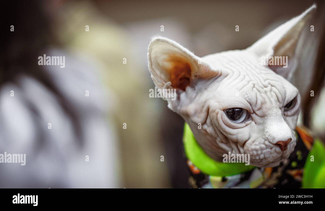 Weiße Sphynx-Katze mit grünen und blauen Augen. Stockfoto