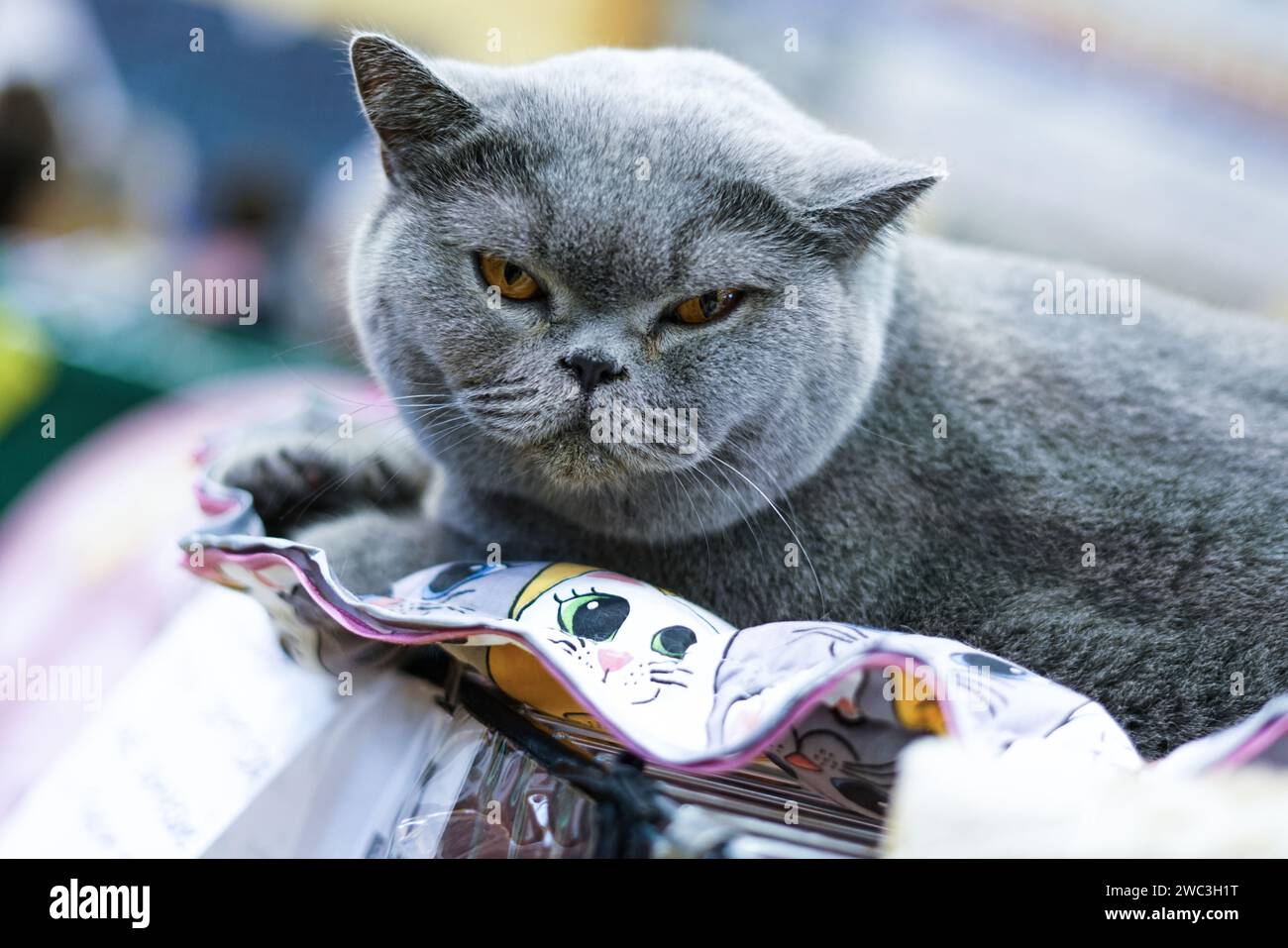 Graue Katze, die auf dem Bett liegt. Stockfoto