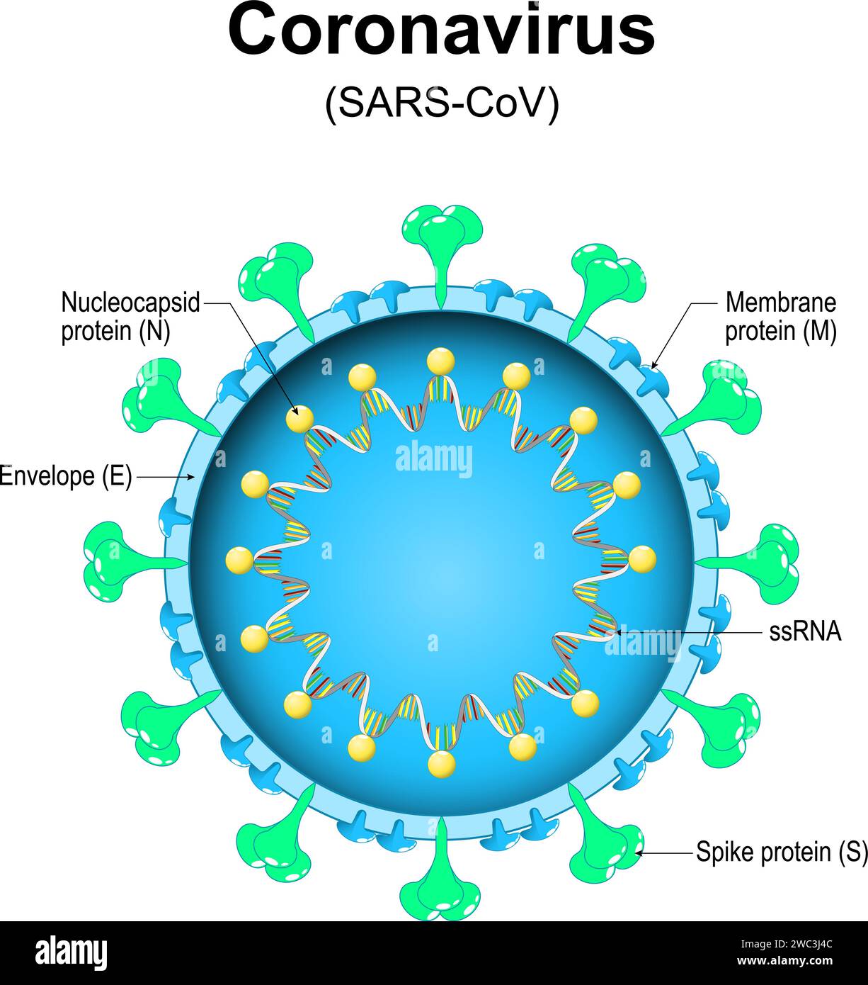 Coronavirus-Struktur. Nahaufnahme eines Virions. Vergrößert von Viruspartikeln, die pandemische letale Krankheiten wie SARS, MERS, COVID-19 verursachten. Vektordiagramm Stock Vektor