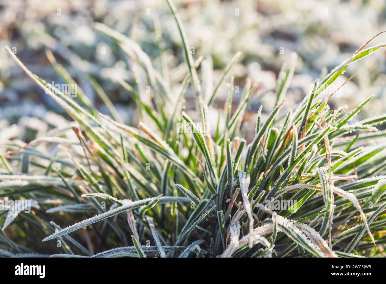 Frostiges Gras auf Winterwanderungen mit offenen Feldern im Hintergrund Stockfoto