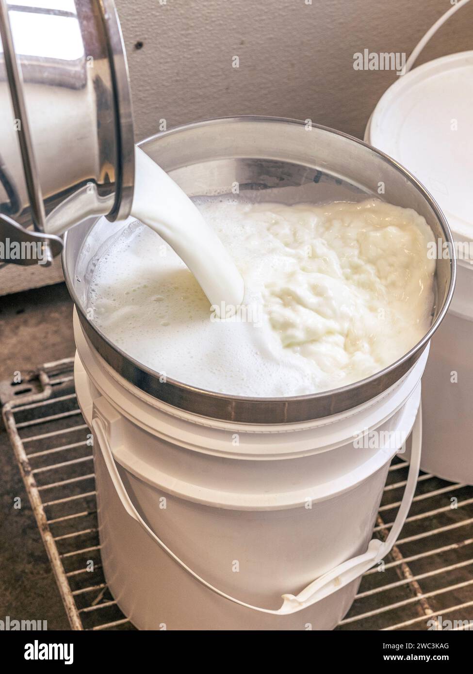 Melkverfahren in einer Ziegenfarm und einer Käsefabrik auf den Magdalen-Inseln, Quebec, Kanada Stockfoto
