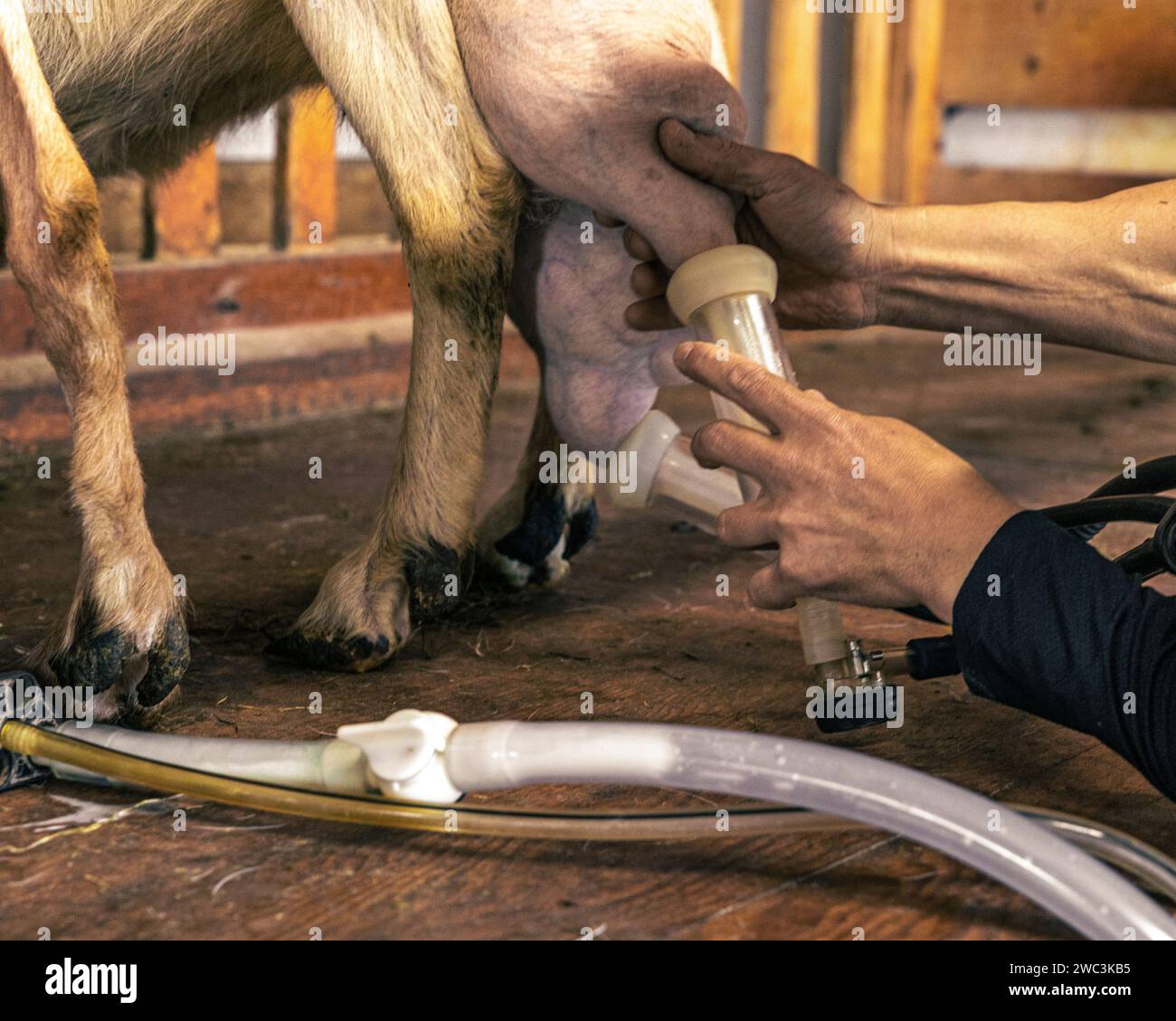 Melkverfahren in einer Ziegenfarm und einer Käsefabrik auf den Magdalen-Inseln, Quebec, Kanada Stockfoto