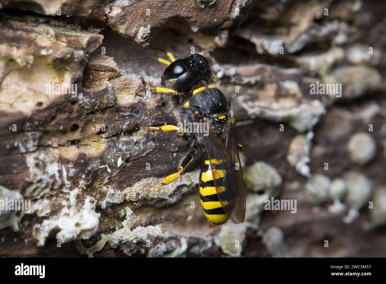 Eine einsame Wespe (Ectemnius sp), die in einem verrotteten Baumstamm in ihr Nest zurückkehrt. Fotografiert in Sunderland, Nordostengland. Stockfoto