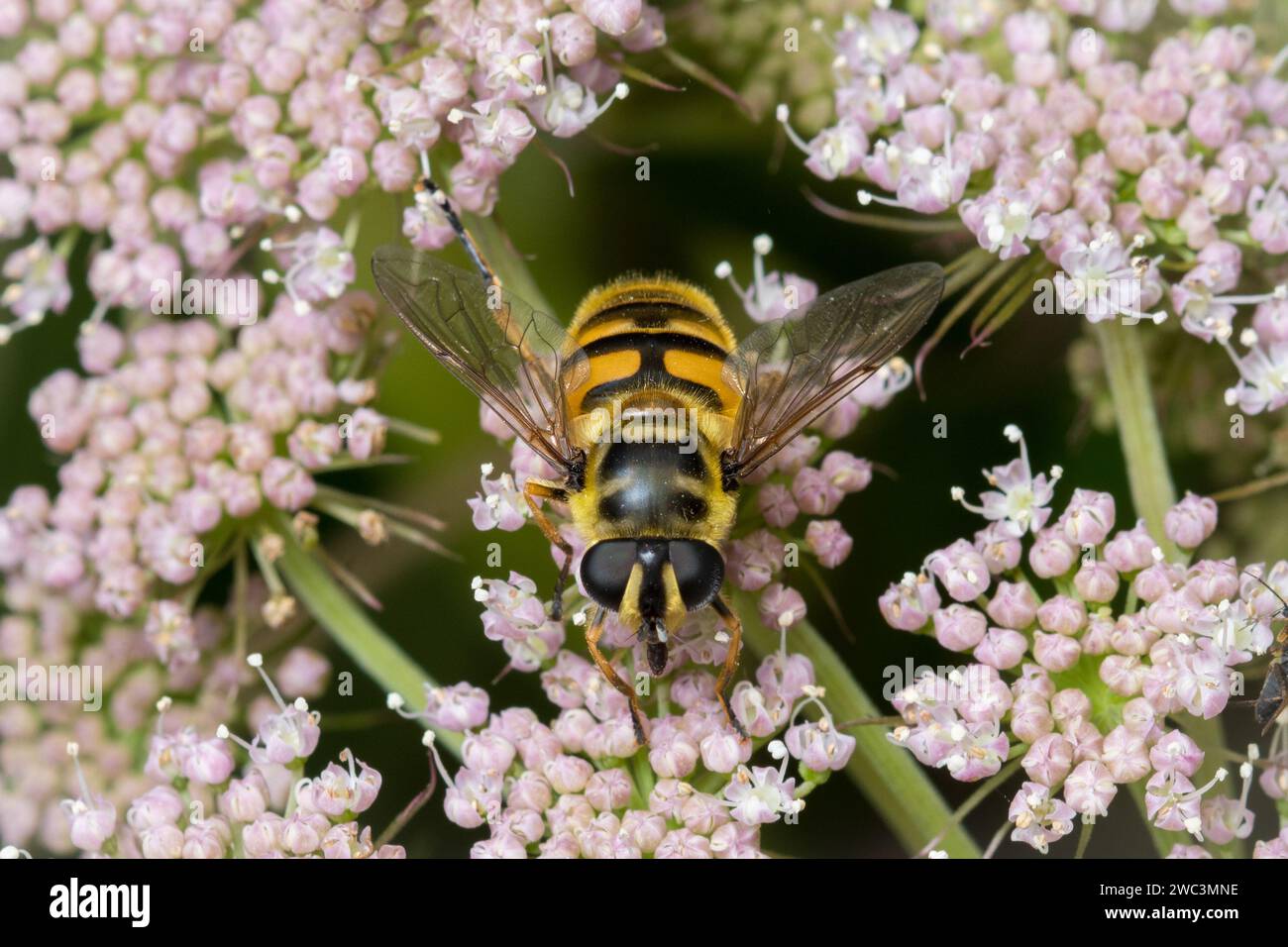 Ein „Batman hoverfly“ (Myathropa florea), der in der Sonne ruht. Fotografiert in Sunderland, Nordostengland. Stockfoto