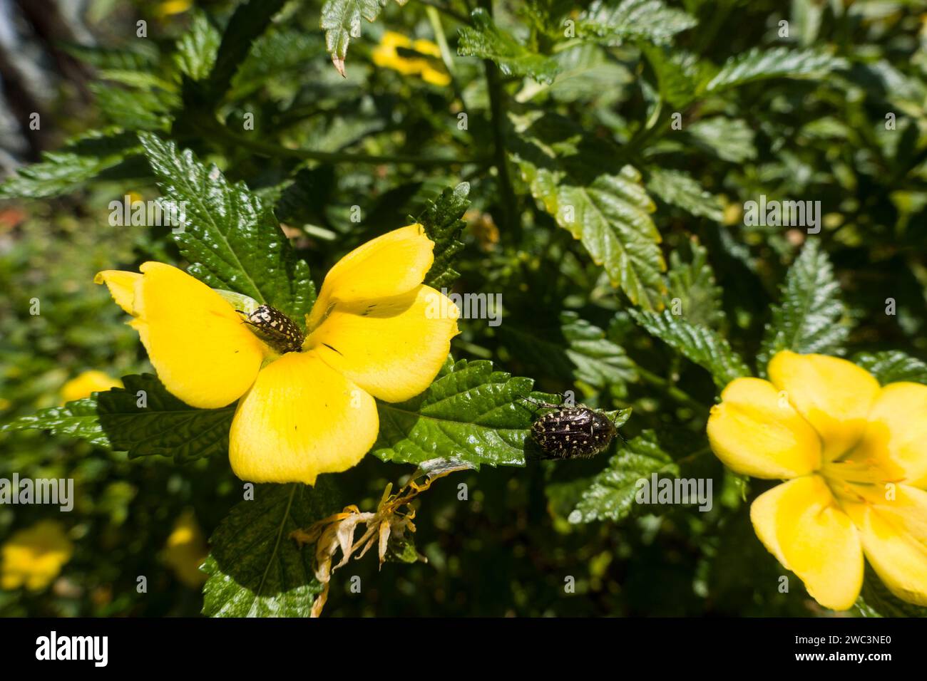 Turnera Ulmifolia - gelb blühende Zierpflanze mit Trauer-Rosenkäfer (Oxythyrea funesta), Maspalomas, Gran Canaria, Spanien Stockfoto