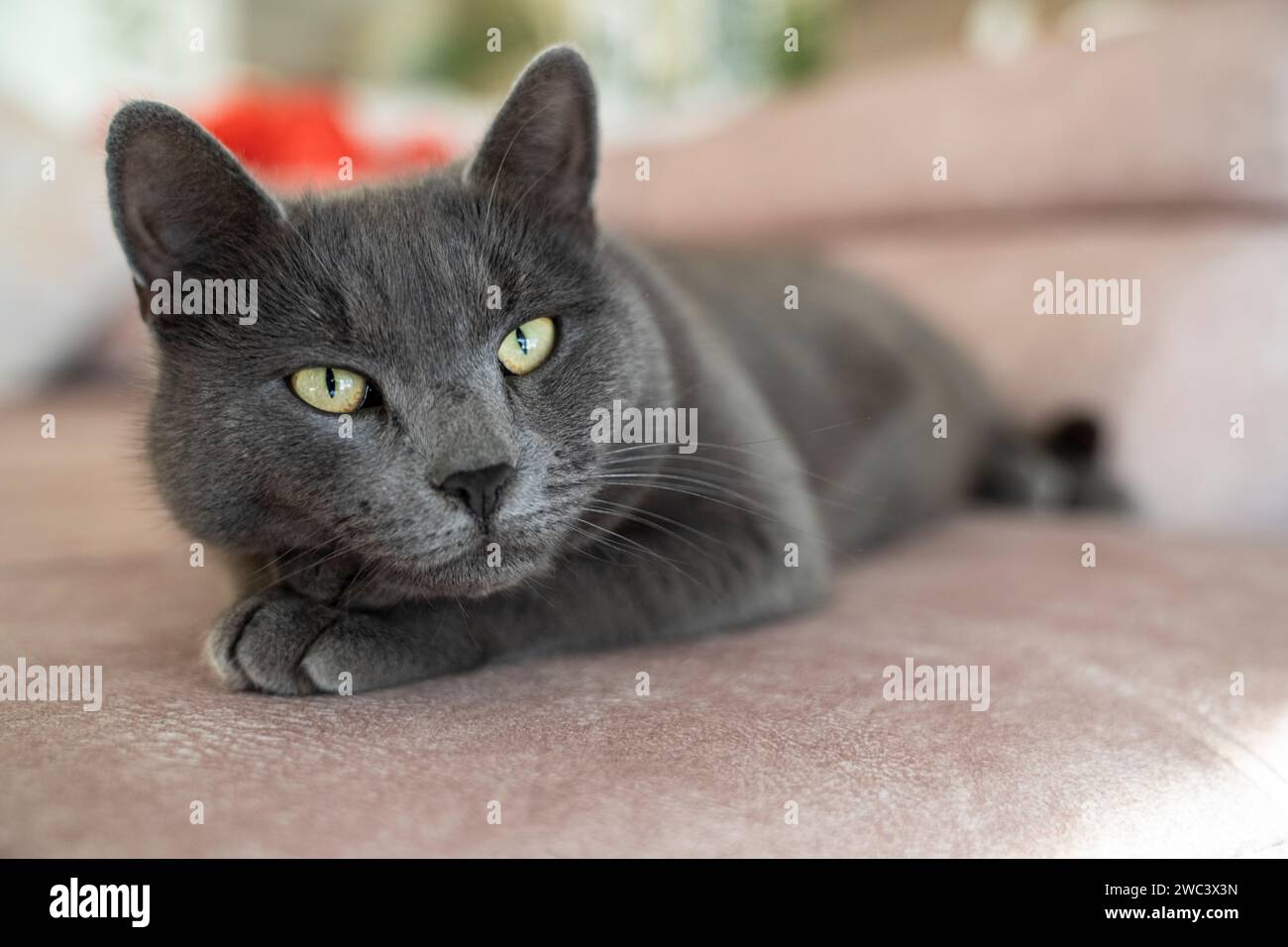 Ein bezauberndes Bild einer britischen oder russischen blauen Kurzhaar-grauen Katze. Die gelben Augen der Katze bilden einen auffälligen Kontrast zu ihrem grauen Fell. Stockfoto