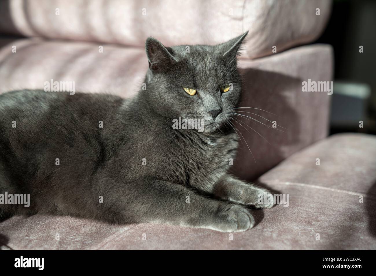 Ein bezauberndes Bild einer britischen oder russischen blauen Kurzhaar-grauen Katze. Die gelben Augen der Katze bilden einen auffälligen Kontrast zu ihrem grauen Fell. Stockfoto