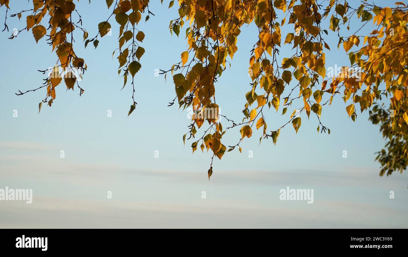 Blick auf hängende Birkenzweige mit gelben Herbstblättern vor blauem Himmel. Schönes, sonniges Wetter sorgt für ein perfektes Ambiente im Herbst Stockfoto