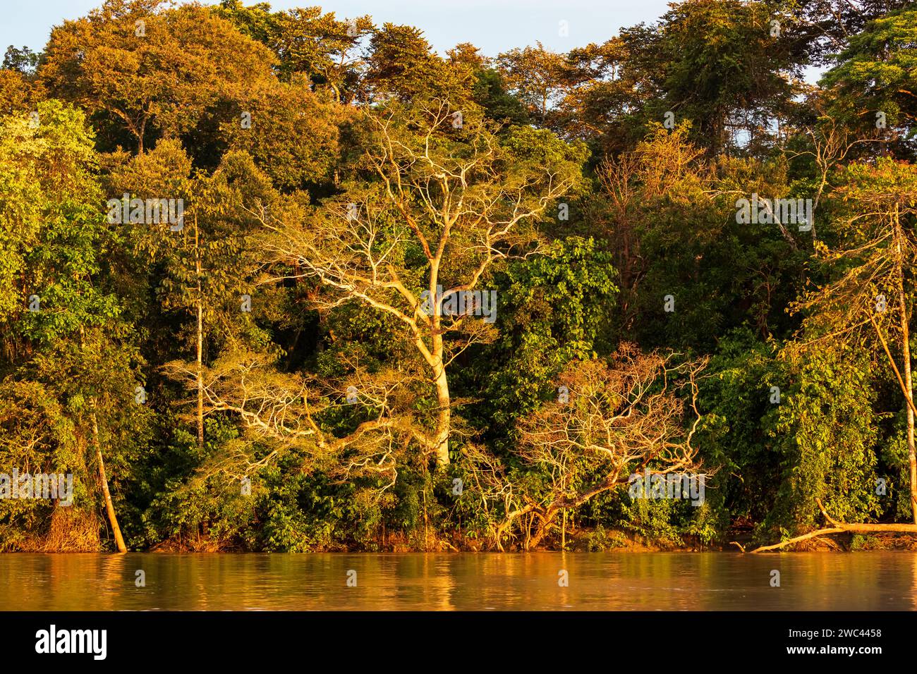 Üppige Bäume und Vegetation des Regenwaldes von Borneo, die entlang des Flussufers wachsen Stockfoto