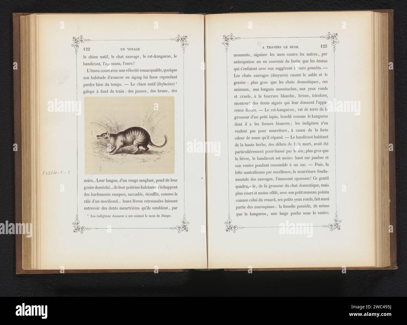 Fotoproduktion einer Zeichnung eines Beutelwolfs, Francois Poncy (zugeschrieben), nach Gabriel Liquier, um 1863 - in oder vor 1868 Fotografie Papier Albumen drucken andere Säugetiere Australien Stockfoto