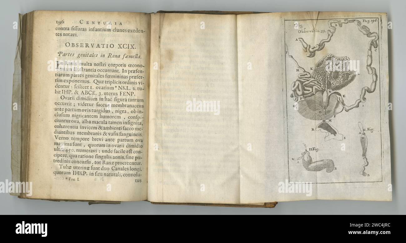 Anatomie, Buch und medizinische Zeichnung auf Papier im antiken, alten oder alten Wissenschaftslehrbuch mit Wissen. Archiv, Illustration und Diagramm auf Pergament Stockfoto