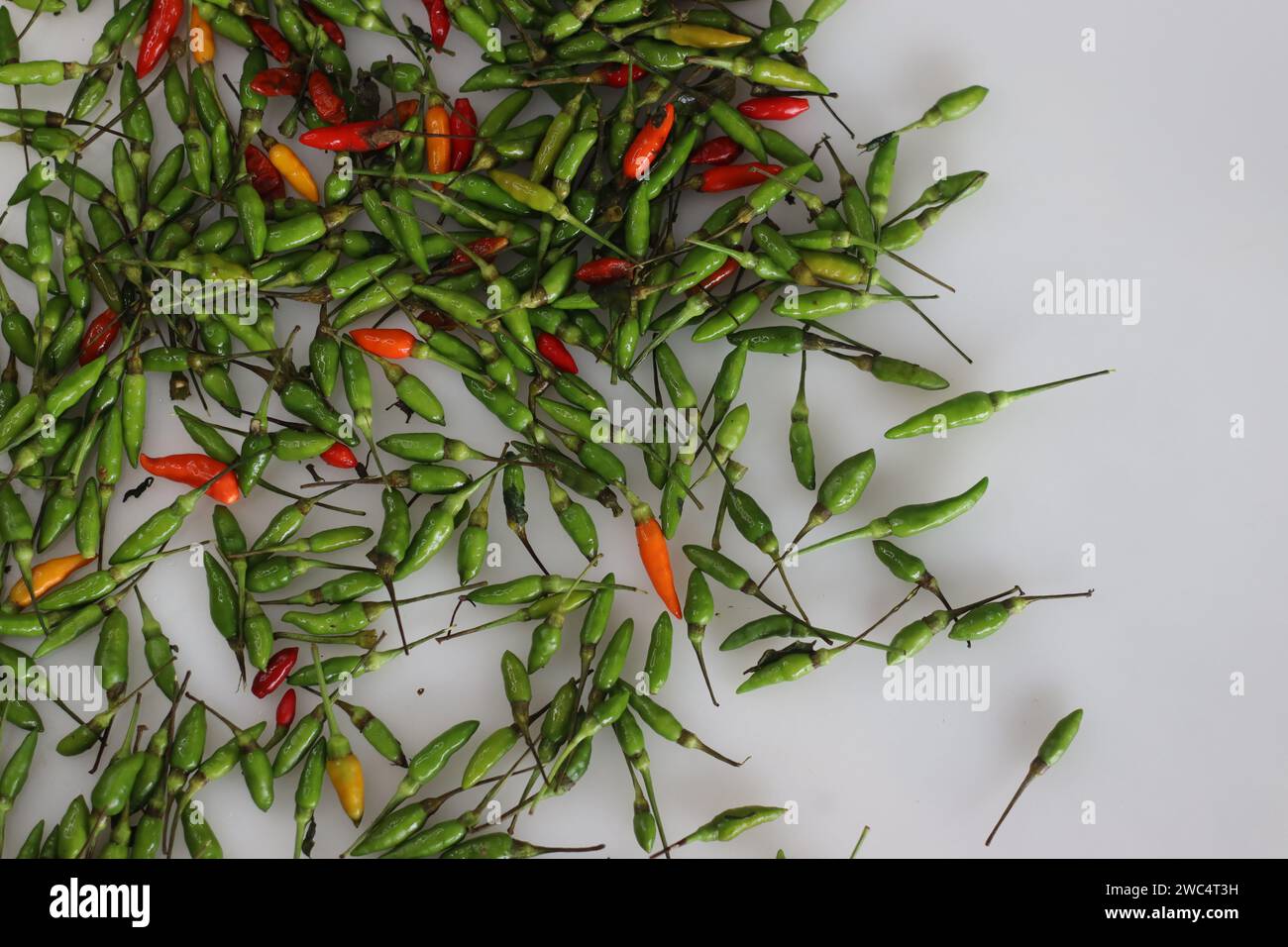 Lebendige Haufen frischer Kanthari-Paprika oder Chili aus Vogelaugen. Eine feurige und geschmackvolle südindische Delikatesse, die Würze und kulinarische Würze symbolisiert. Ideal für Stockfoto