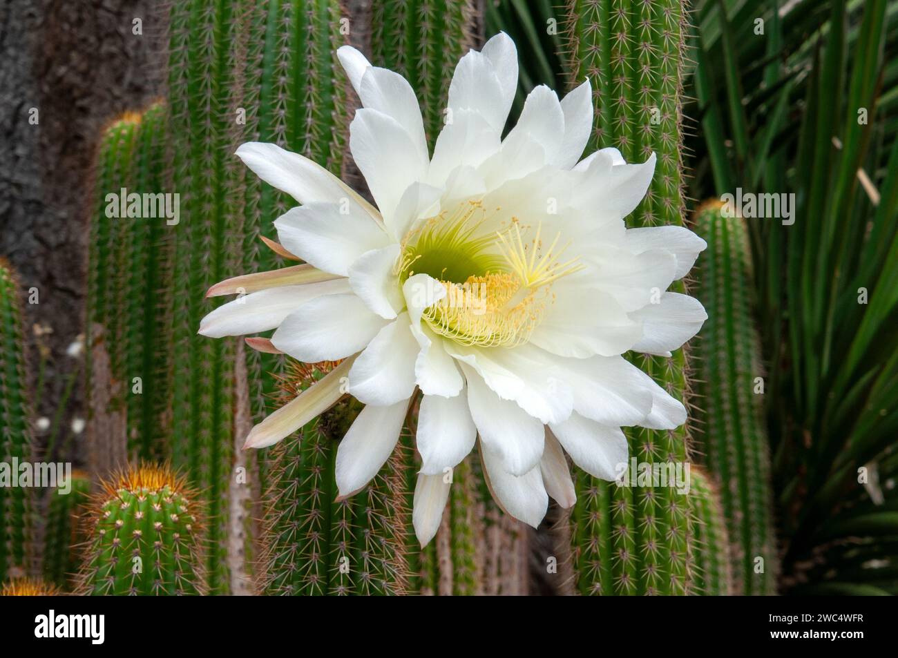 Sydney Australien, große weiße Blume einer Soehrensia Spachiana oder weiße Fackel-Kakteen Stockfoto