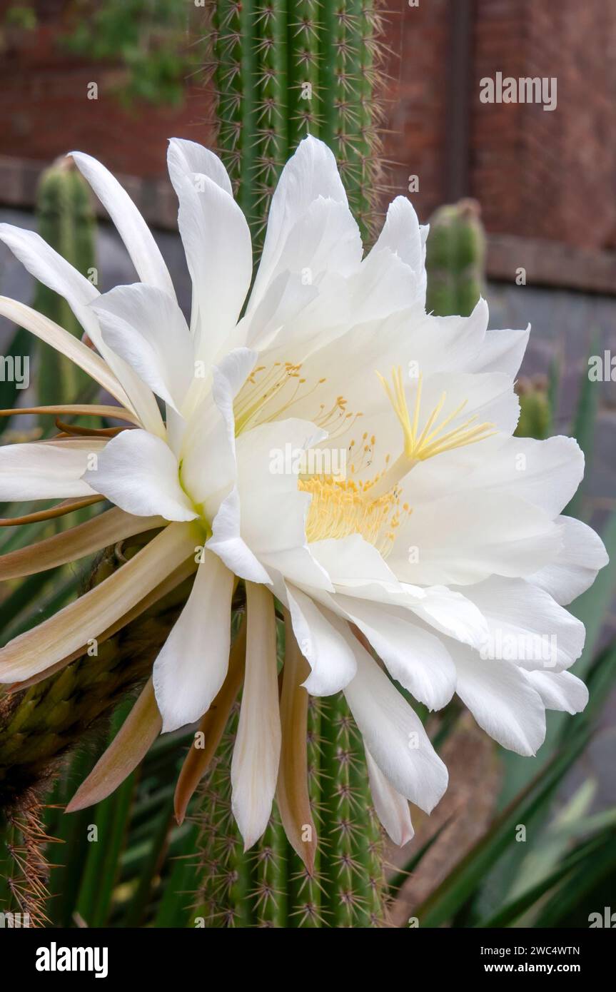 Sydney Australien, große weiße Blume einer Soehrensia Spachiana oder weiße Fackel-Kakteen Stockfoto