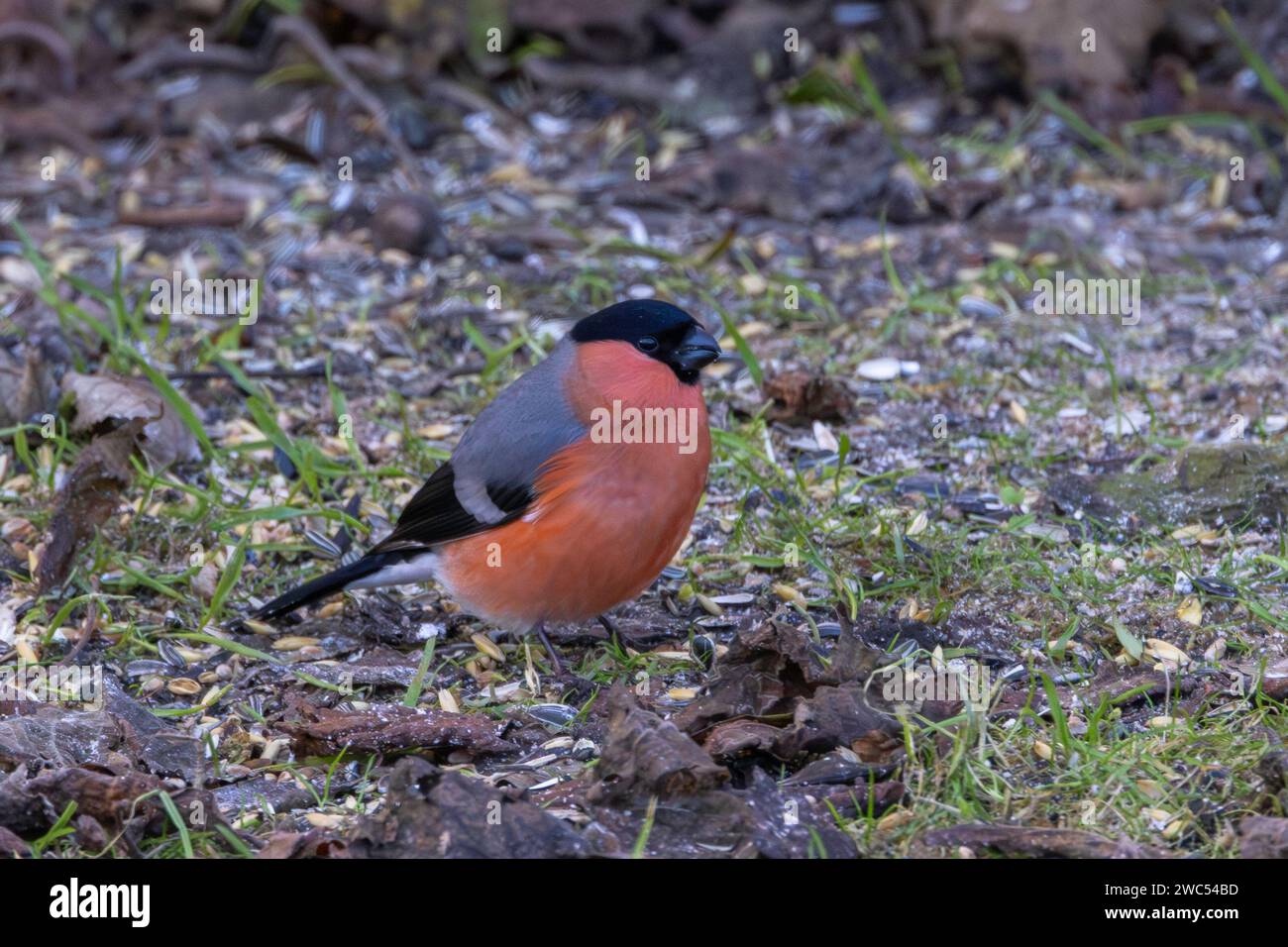 Eine Nahaufnahme eines eurasischen Bullfinken auf dem Boden Stockfoto