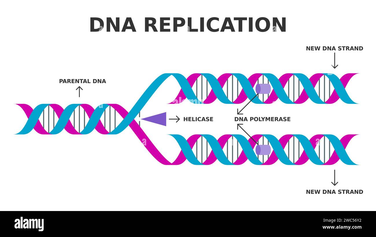 DNA-Replikation. Biologischer Prozess der Herstellung zweier identischer DNA-Replikate aus einem ursprünglichen DNA-Molekül. Vereinfachtes Diagramm. Vektorabbildung Stock Vektor