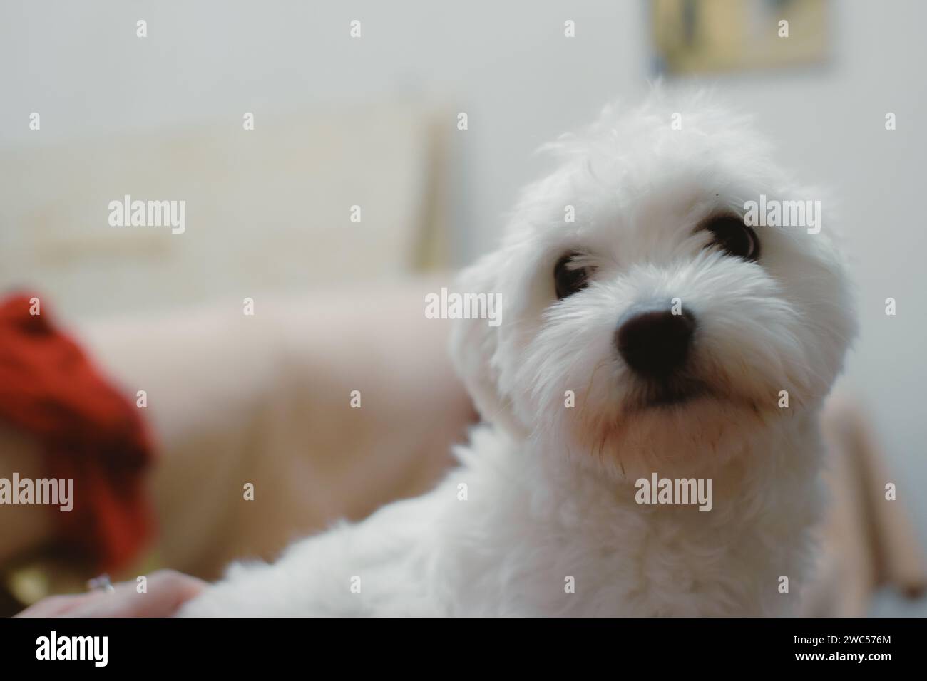 Ein süßes kleines Hundezimmer liegt bequem auf dem Schoß einer Person und blickt aufmerksam mit weit geöffneten Augen Stockfoto