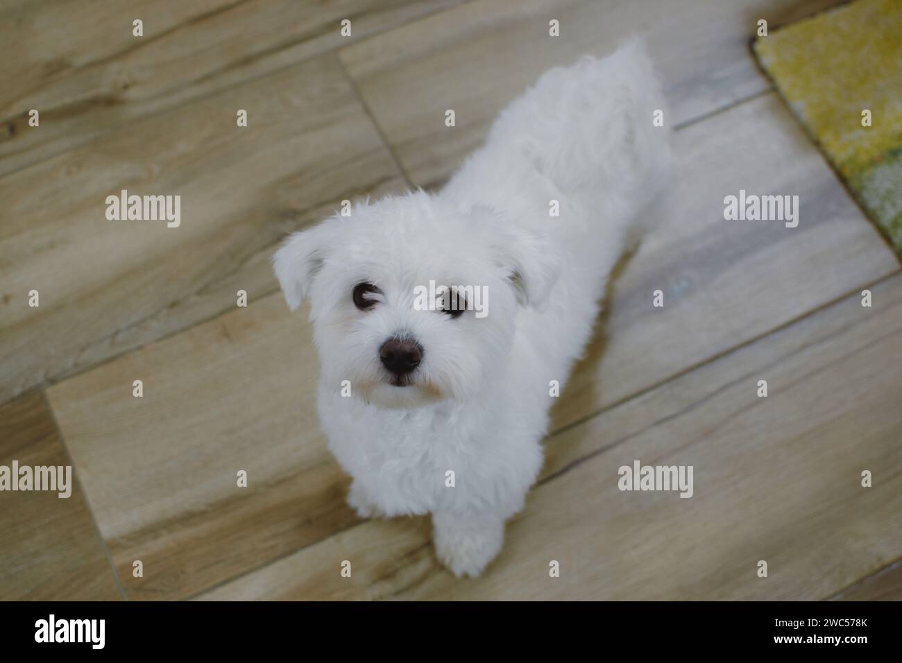 Ein entzückender Hundebegleiter steht souverän auf einem eleganten Fliesenboden neben einem weichen und einladenden Teppich Stockfoto