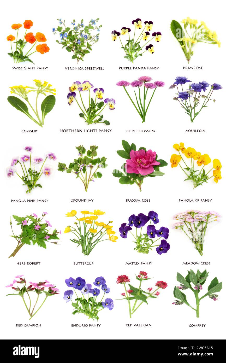 Essbare britische Frühlingsblumen und Wildblumen große Sammlung. Florale Gesundheit Lebensmittel für Gewürze, Dekoration und natürliche Kräutermedizin. Stockfoto