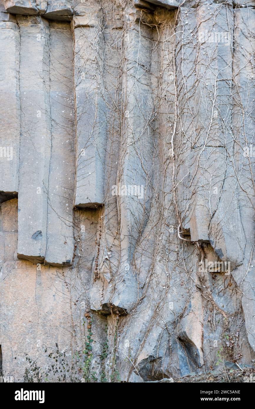 Vertikale Lavasäulen, alter Lavastrom, Basaltsäule, sechseckige Form, Sant Joan les Fonts, Garrotxa, Katalonien, Spanien Stockfoto