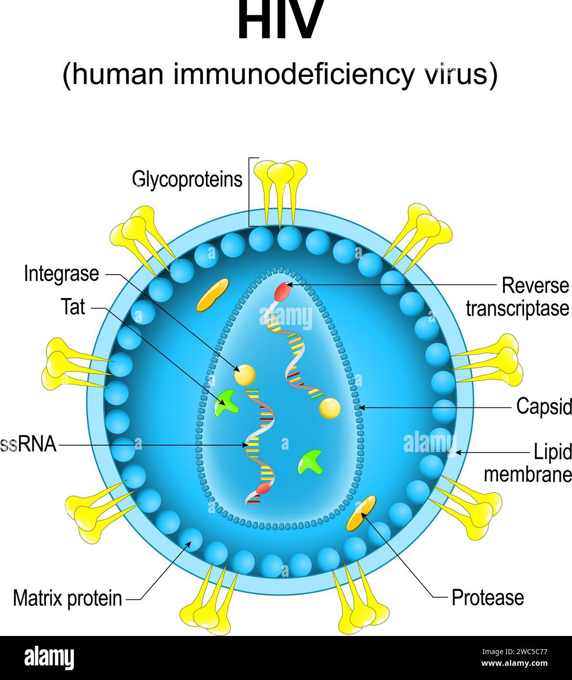 Humanes Immundefizienzvirus. Nahaufnahme einer HIV-Virion-Struktur. Vergrösserung von Viruspartikeln, die das erworbene Immundefizienzsyndrom verursachen. Vektor-di Stock Vektor