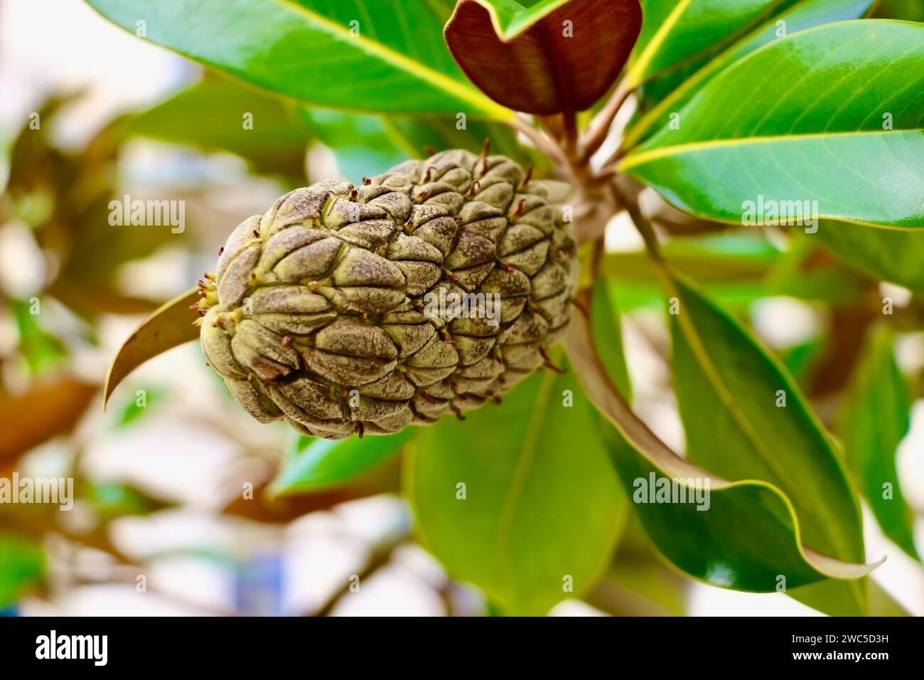 Magnolia grandiflora Frucht Nahaufnahme September Rue nationale Tours Frankreich Stockfoto