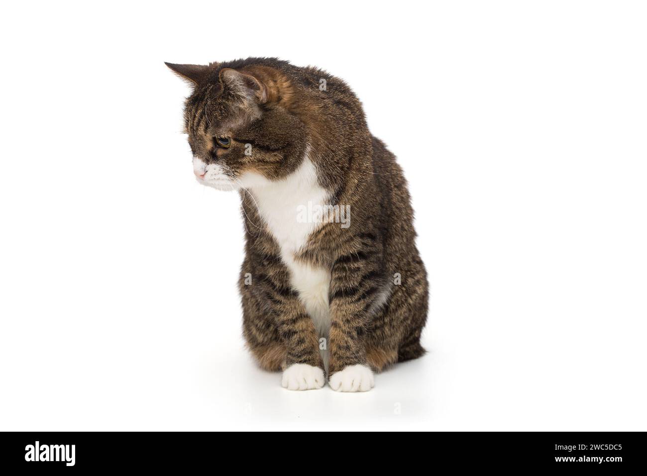 Graue, gestreifte Katze starrt nach unten, isoliert auf weißem Hintergrund Stockfoto