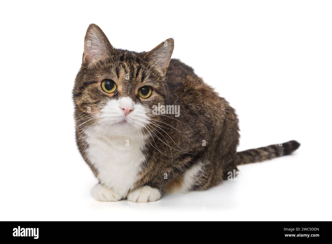 Die schöne graue Katze liegt und schaut weg, isoliert auf weißem Hintergrund. Stockfoto