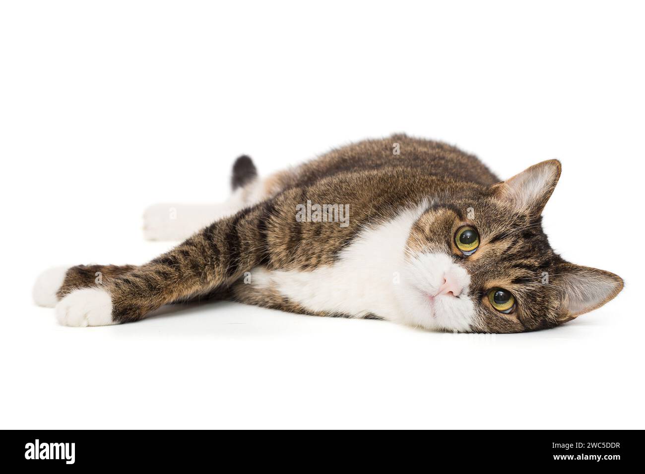 Graue, gestreifte Katze liegt auf der Seite und schaut in die Kamera, isoliert auf weißem Hintergrund Stockfoto