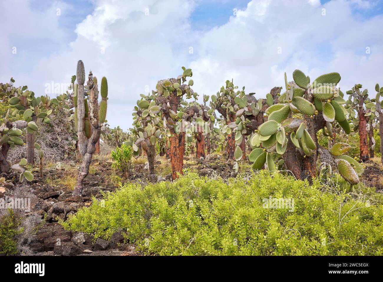 Landschaft mit Galapagos Riesenkaktus, Galapagos Inseln, Ecuador. Stockfoto