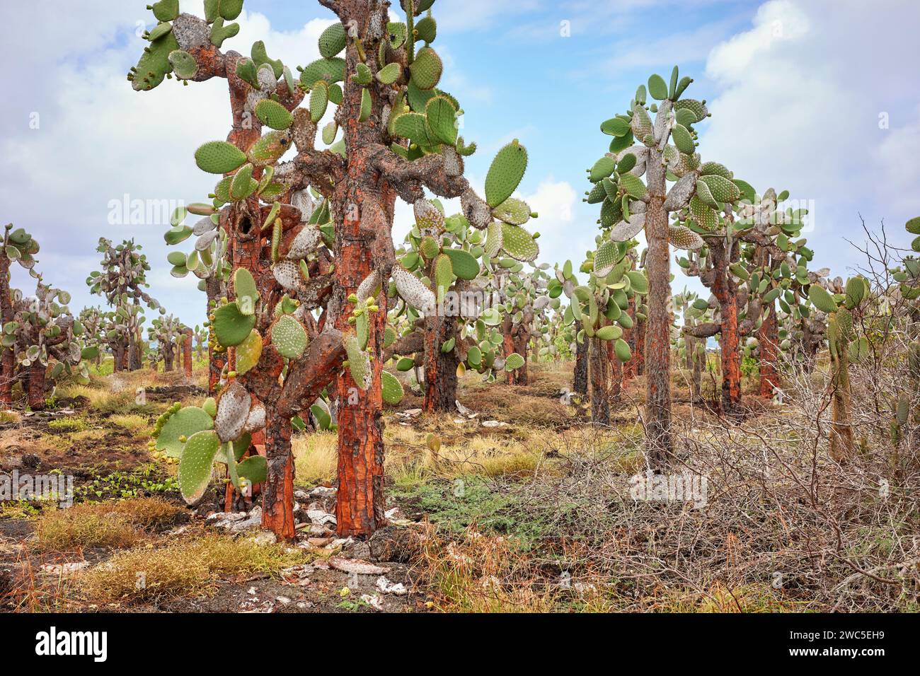 Landschaft mit Galapagos Riesenkaktus, Galapagos Inseln, Ecuador. Stockfoto