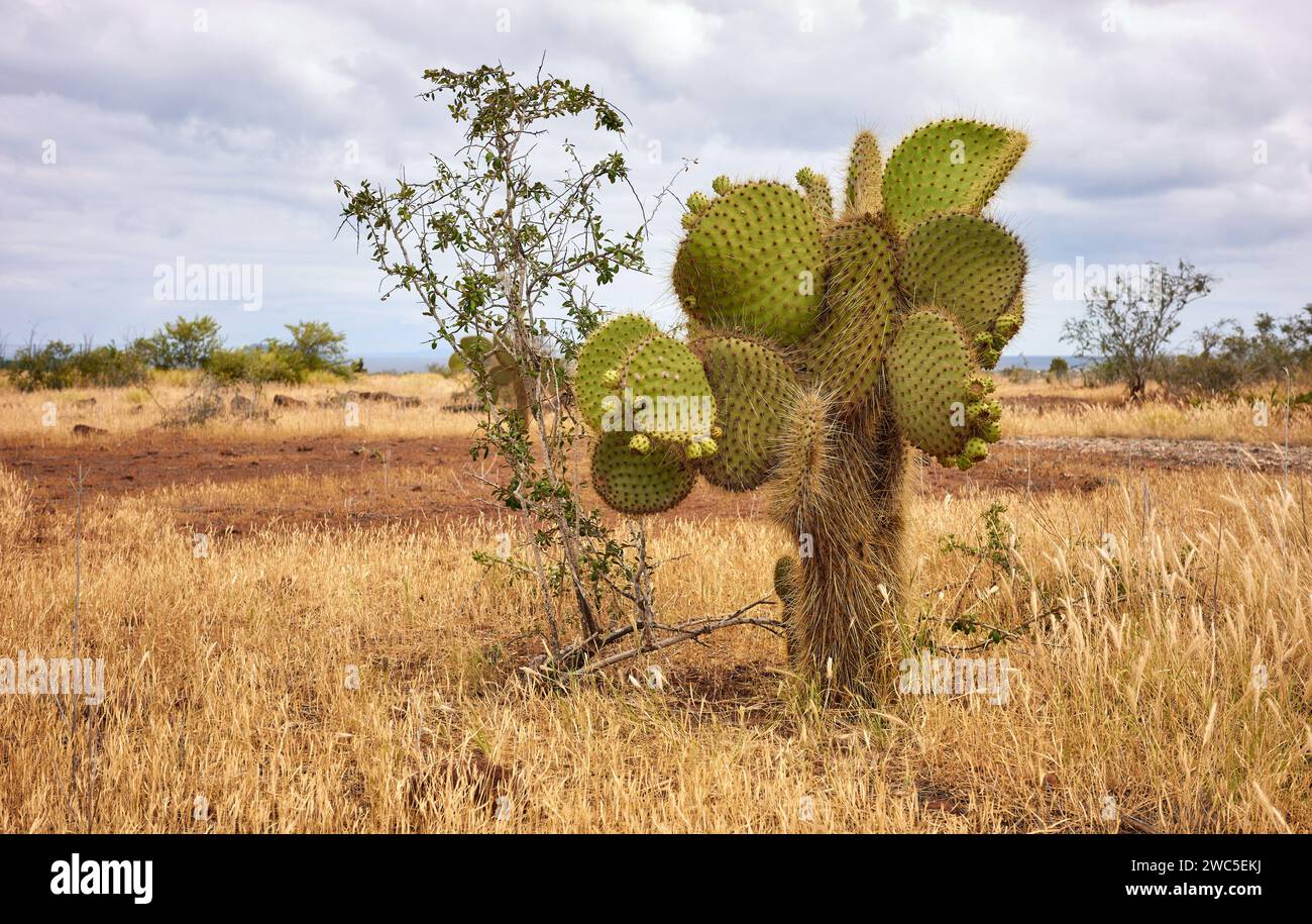 Landschaft mit Galapagos Giant Cactus, Santa Cruz Island, Galapagos, Ecuador. Stockfoto
