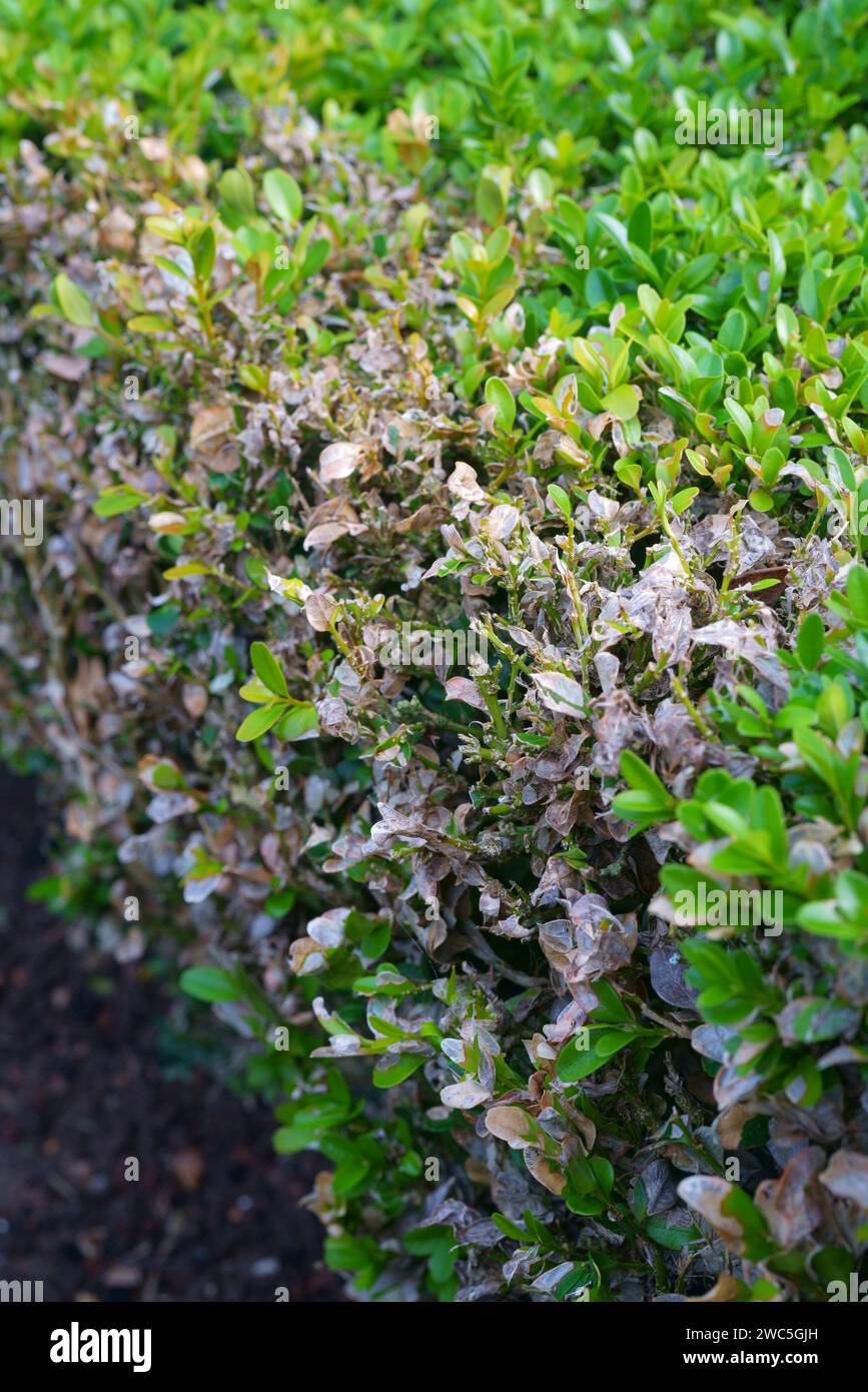 Eine Nahaufnahme einer Kastenhecke mit Kastenfäule. Stockfoto