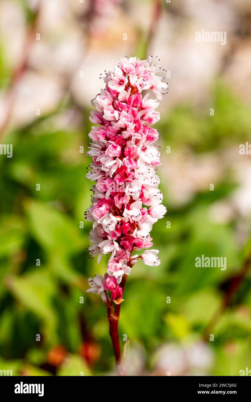 Persicaria affinis „Superba“ eine im Sommer herbstliche blühende Pflanze mit einer rosafarbenen Sommerblume, die allgemein als Knotenweed oder Bistorta affinis, Brühe, bekannt ist Stockfoto