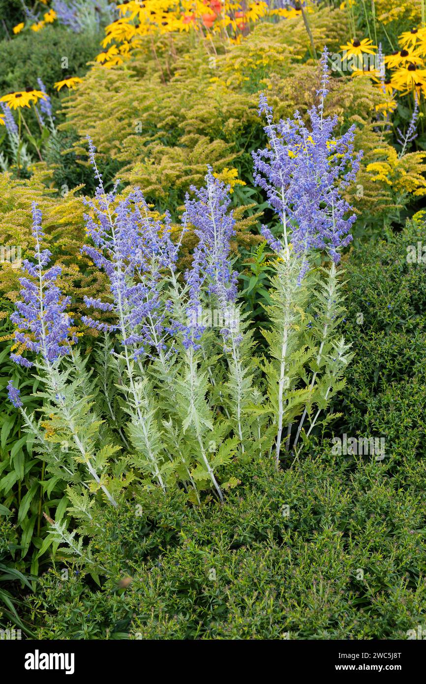 Perovskia 'Blue Spire' eine im Spätsommer blühende Pflanze mit einer blau-violetten Sommerblüte im Juli und August und allgemein bekannt als Russian Sage, Stock Stockfoto