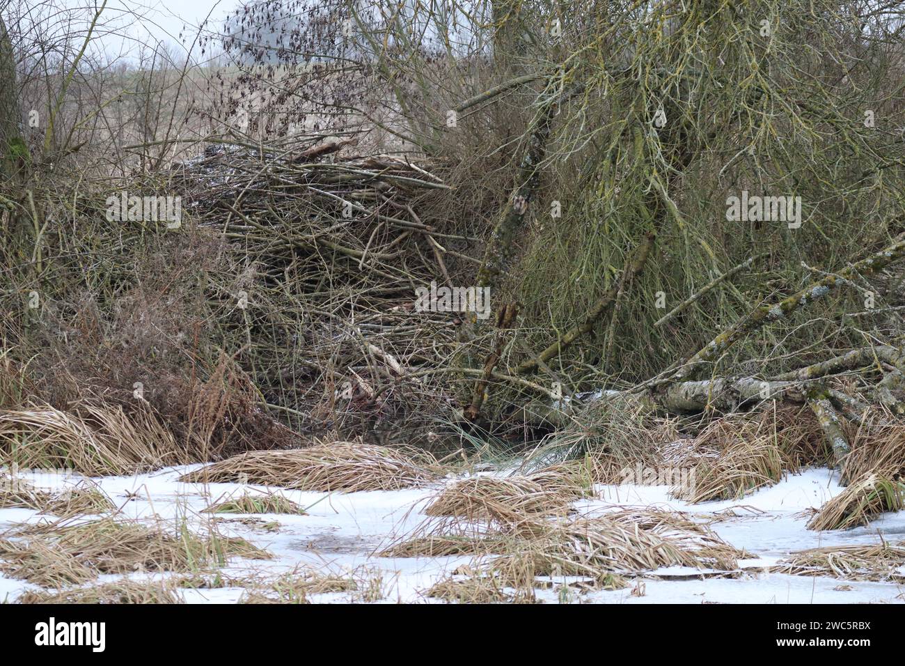 Biber zeigt sein geschmackvolles Wohnumfeld Stockfoto